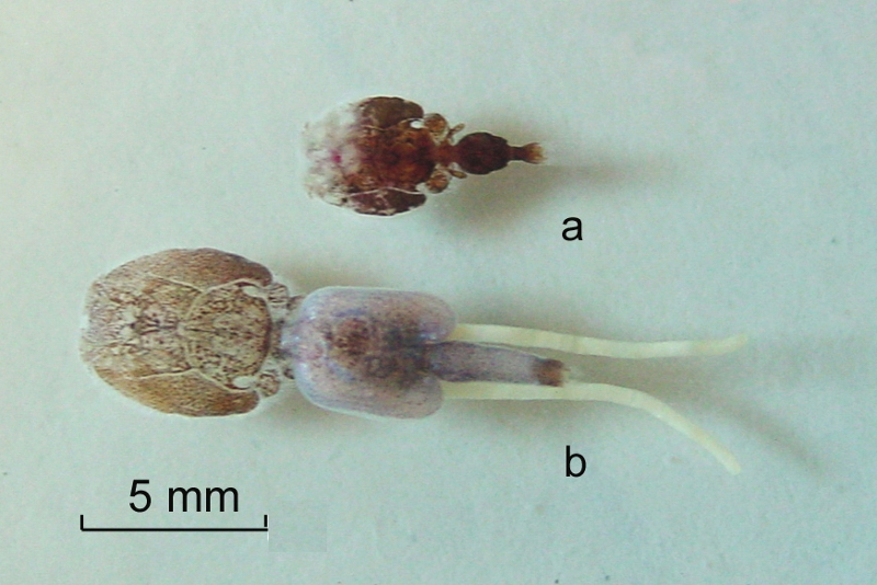 Lepeophtheirus salmonis