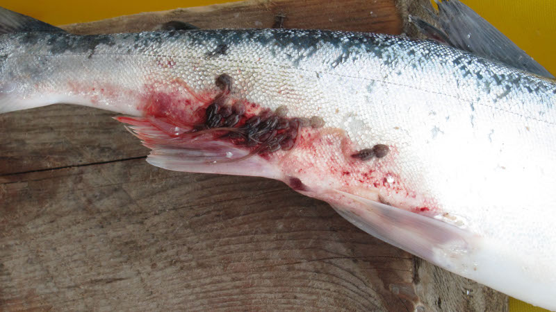 Локализация половозрелых самок L. salmonis